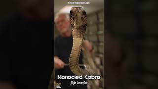 George Van Horn handling a Monocled Cobra Naja kaouthia  Snake Heroes USA [upl. by Aek967]