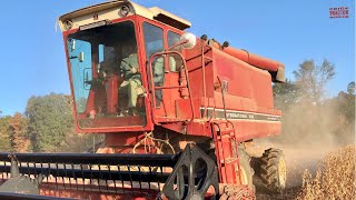 INTERNATIONAL 1420 AxialFlow Combine Harvesting Soybeans [upl. by Mahon638]