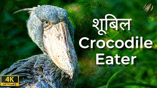 7 REASONS to love this Dinosaur of birds Shoebill Stork  Fun Facts About That You Didn’t Know [upl. by Adlar]