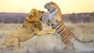 Siberian Tiger In The Battle With One Blow Struck The Lion On The Spot [upl. by Zipnick]