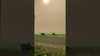 Horse Race Practice♥️ youtube foryou fyp equestrian horse youtubeshorts horseriding foryou [upl. by Eda]