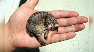 THE 10 SMALLEST CAT BREEDS In The World [upl. by Reeva143]