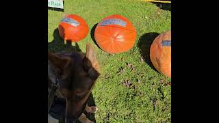 Virgil at Huntsburg pumpkin festival shorts [upl. by Nirehtac572]