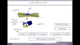 الآلية الجزيئية للتقلص العضلي  للثانية بكالوريا [upl. by Kone21]