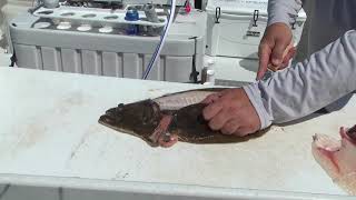 How to Fillet Fluke  Dexter Outdoors [upl. by Raskind979]