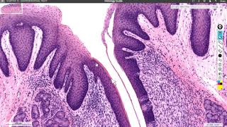 Digestive system histology part 1 [upl. by Adle399]