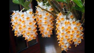 Dendrobium farmeri [upl. by Jackquelin]