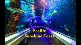 SEALIFE Sunshine Coast Aquarium [upl. by Klein181]