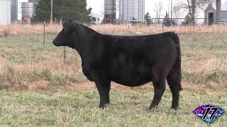 2024 Jewels of the Northland Lot 17 [upl. by Mord728]