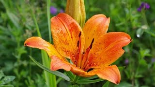 GIGLIO ROSSO  GIGLIO DI SAN GIOVANNI Lilium bulbiferum L Liliaceae [upl. by Eveineg]