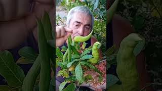 ¿Sabéis porqué el PISTACHERO silvestre recibe el nombre de CORNICABRA [upl. by Eydnarb]