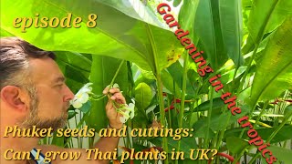 Phuket Seeds amp Cuttings Can I Grow Thai Plants in the UK [upl. by Ardella]