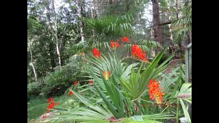 Crocosmia Lucifer adds a Tropical flair to Northern gardens [upl. by Etrem]