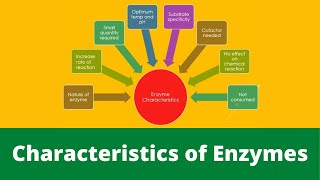 Characteristics of Enzymes  Easy Biology [upl. by Atoiganap]