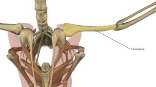 A Portrayal of Biomechanics in Avian Flight [upl. by Gervais]