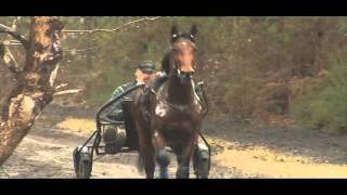 Timoko au travail à lentraînement  Equidia Live [upl. by Nayrda]