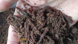 Unboxing Red Wigglers from Mimis worms ohhhh yeah [upl. by Eachern]