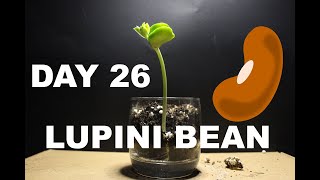 Lupini Bean 46 DAY Time Lapse [upl. by Adirehs]