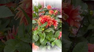 Garden Dahlias shorts trending viralshorts dahlias gardenflowers seedtosproutgardening [upl. by Negam]