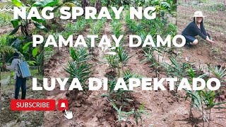 Pamatay damo sa luya farm  Ginger plants weeding [upl. by Nairadas]