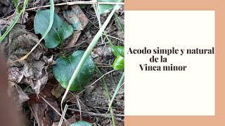 ACODO SIMPLE Y NATURAL DE LA VINCA [upl. by Manheim392]