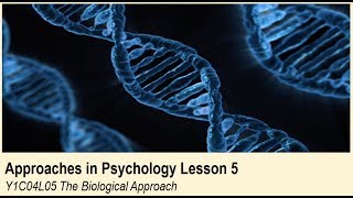 ALevel Psychology AQA Approaches in Psychology  The Biological Approach [upl. by Shae]