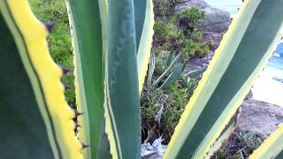 Agave Americana Marginata Variegata Gold  Variegated century plant HD 04 [upl. by Latt]