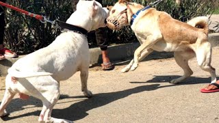 DOGO ARGENTINO ATTACK SIMMBA VS DOLLAR  dogoargentino TWODIFFERENTBREED [upl. by Nairda]