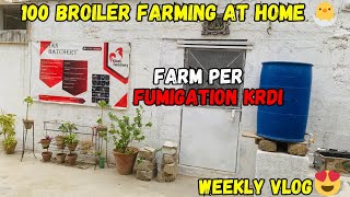 100 broiler farming at home 🏠🐥❤️  farm per fumigation krdi 🐣  flock coming soon 😍🐣❤️ [upl. by Jennilee]