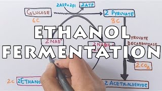 Ethanol Fermentation  Process of Alcohol Formation [upl. by Illek490]