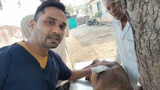 Ruminal acidosis in goat l बकरी के रूमेन पेट में भरे पानी को निकालने का तरीका देखिएDrmandloi [upl. by Teplica983]