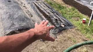 Installing Geotextile in the garden no more weeds Guaranteed you should do this too [upl. by Alocin]