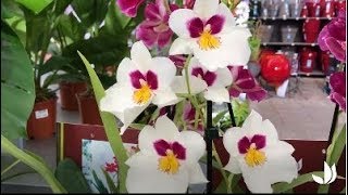 Comment cultiver lorchidée miltonia   Truffaut [upl. by Tremann554]