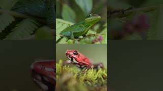 Andean Poison Frog funking with Anolis Danieli Lizard [upl. by Ulric53]