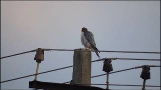 Red Necked Falcon [upl. by Cornie]