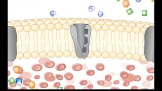 Sodium Glucose Active CoTransport V10 42 parts [upl. by Zak]