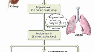 Chapter 23 Renin Angiotensin Aldosterone Mechanism [upl. by Kieryt]