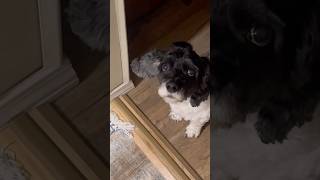 My little doggie dude💙 dogmom cockapoos doggie dogsofyoutube [upl. by Hayouqes]