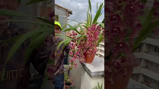 Cymbidium éstas orquídeas empiezan a florecer con las bajas temperaturas👍￼ [upl. by Lettie]