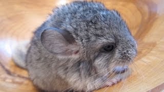 The Cutest Baby Chinchilla Noises [upl. by Arual905]