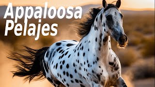 Appaloosa Pelajes Masterclass [upl. by Player]