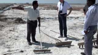 Salt harvesting in Tuticorin India [upl. by Buffo]