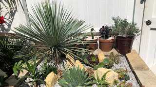 UK Tropical Garden Arid Border With Plant Names [upl. by Cassil]