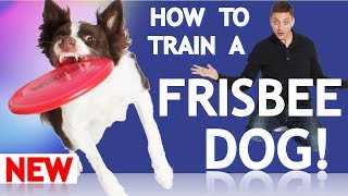 How to Train Your Dog to Play Frisbee [upl. by Augustina]