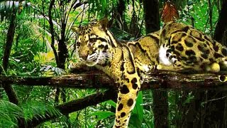 Sepahijala Wildlife Sanctuary Tripura  Amazing Jungle Safari [upl. by Adiesirb]