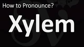 How to Pronounce Xylem CORRECTLY [upl. by Anirtek913]