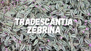 Tradescantia Zebrina Um Guia Completo [upl. by Dulci444]