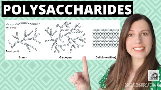 Alevel Biology POLYSACCHARIDES Biological MoleculesLearn these carbohydrates structure  function [upl. by Casia]