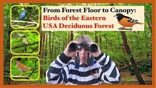 From Forest Floor to Canopy A Guide to Birds of the Eastern Deciduous Forest [upl. by Ezara]