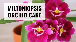 Miltoniopsis Orchid Care  How to Take Care of Miltoniopsis  CareCollab [upl. by Savick]